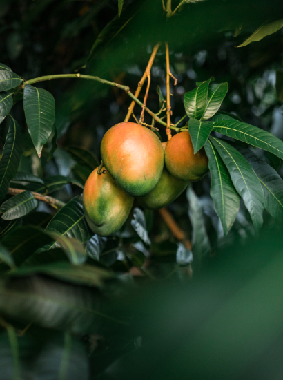 Mango,Trees,With,Close,Up,View,Of,Big,Mangos,On